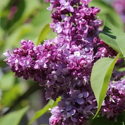 Сирень ИЗОБИЛИЕ  Сирень ИЗОБИЛИЕ в Хабаровске