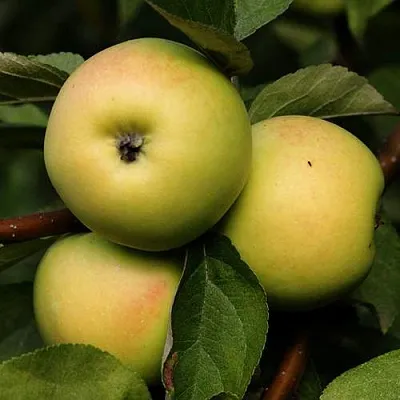 Яблоня ДАНИЛА  Яблоня ДАНИЛА в Хабаровске