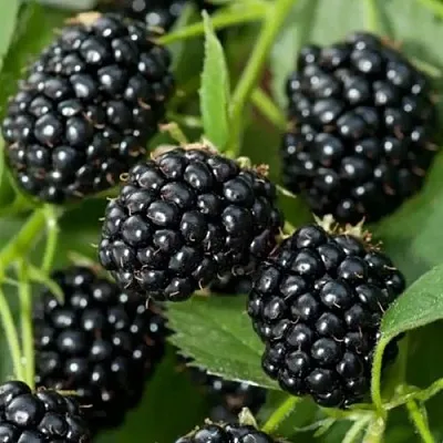 Ежевика ТРИПЛ КРАУН бесшипная в Хабаровске