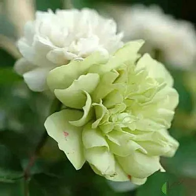 Саженцы роз ГРИН АЙС миниатюрная  Саженцы роз ГРИН АЙС миниатюрная в Хабаровске