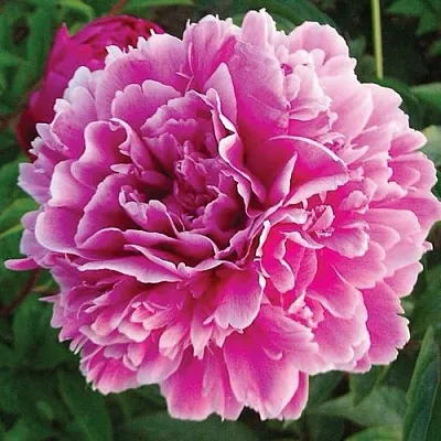 Пион ПУРПУРНАЯ ФЕЕРИЯ травянистый  Пион ПУРПУРНАЯ ФЕЕРИЯ травянистый в Хабаровске