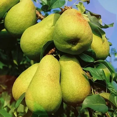 Груша НЕЖНОСТЬ колонновидная	  Груша НЕЖНОСТЬ колонновидная	 в Хабаровске