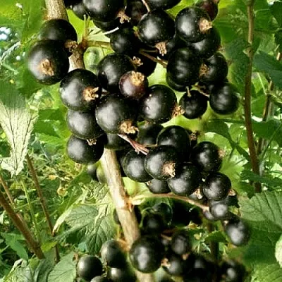 Смородина черная БЕН ТИРЕН в Хабаровске