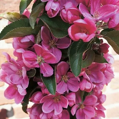 Яблоня ЗЕЛЁНЫЙ БУКЕТ декоративная  Яблоня ЗЕЛЁНЫЙ БУКЕТ декоративная в Хабаровске