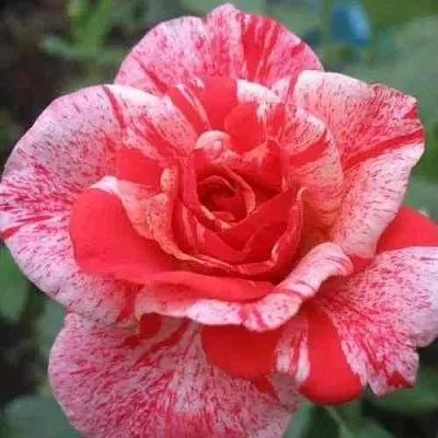 Саженцы роз ФИЛАТЕЛИЯ чайно-гибридная  Саженцы роз ФИЛАТЕЛИЯ чайно-гибридная в Хабаровске