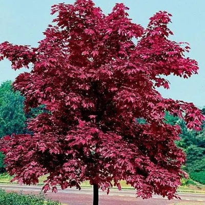 Клен КРИМСОН КИНГ остролистный  Клен КРИМСОН КИНГ остролистный в Хабаровске