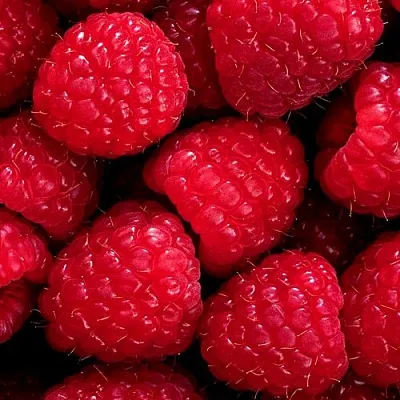 Малина  Малина в Хабаровске