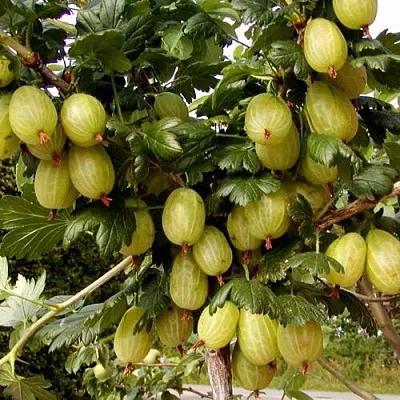 Крыжовник ИНВИКТА  Крыжовник ИНВИКТА в Хабаровске