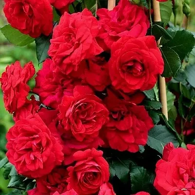 Саженцы роз АМАДЕУС плетистая  Саженцы роз АМАДЕУС плетистая в Хабаровске