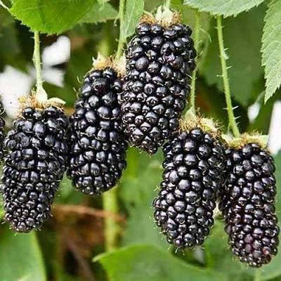 Ежевика КАРАКА БЛЭК в Хабаровске