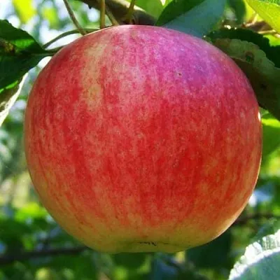 Яблоня ШТРИФЕЛЬ  Яблоня Штрифель (Штрейфлинг или Осеннее полосатое) в Хабаровске