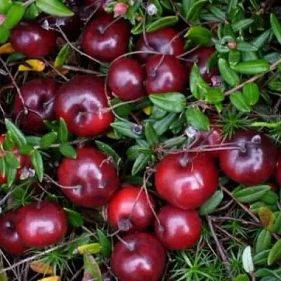 Клюква БЕН ЛИР  Клюква БЕН ЛИР в Хабаровске