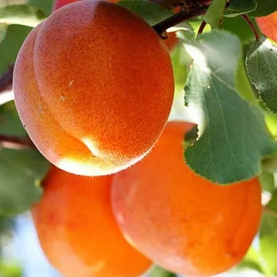 Абрикос  Абрикос в Хабаровске