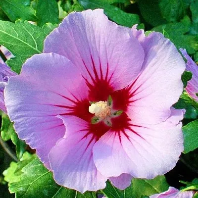 Гибискус ПИНК ФЛИРТ сирийский в Хабаровске