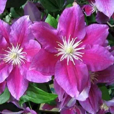 Клематис ХАНИЯ  Клематис ХАНИЯ в Хабаровске