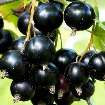 Смородина чёрная СОКРОВИЩЕ в Хабаровске