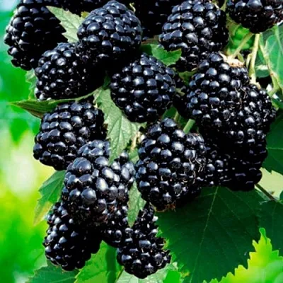 Ежевика ЛОХТЕЙ бесшипная в Хабаровске