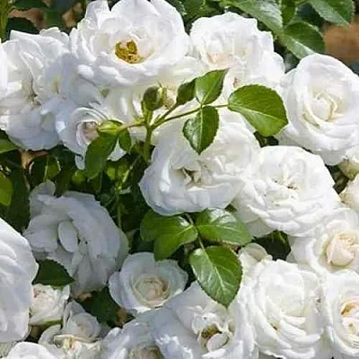 Саженцы роз НЕЖ ДЕ ТЕ мускусная  Саженцы роз НЕЖ ДЕ ТЕ мускусная в Хабаровске