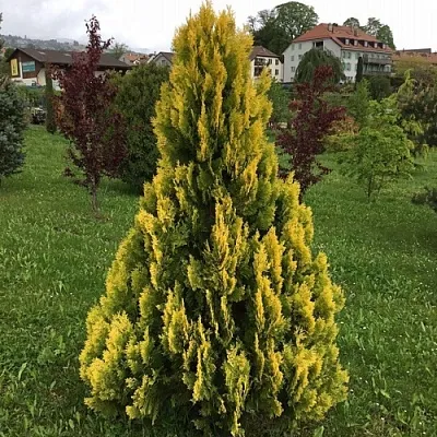 Туя ЕЛЛОУ РИББОН западная в Хабаровске