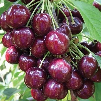 Черешня СЭМ колонновидная  Черешня СЭМ колонновидная в Хабаровске