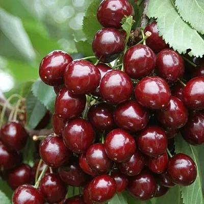 Черешня СИЛЬВИЯ колоновидная  Черешня СИЛЬВИЯ колоновидная в Хабаровске