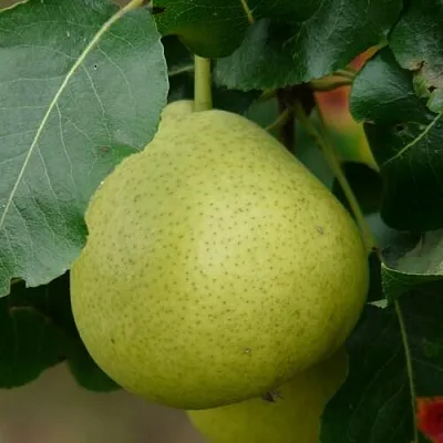 Груша САНРЕМО колонновидная  Груша САНРЕМО колонновидная в Хабаровске