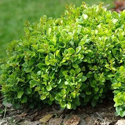 Барбарис КОБОЛЬД тунберга  Барбарис КОБОЛЬД тунберга в Хабаровске