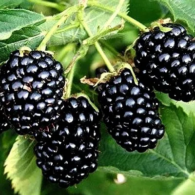 Ежевика ПРАЙМ АРК ТРЕВЕЛЕР ремонтантная в Хабаровске