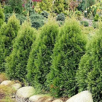 Туя СМАРАГД ВИТБОНТ западная в Хабаровске