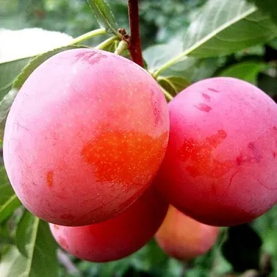 Слива КОМЕТА  Слива КОМЕТА в Хабаровске