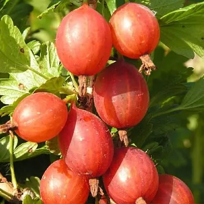 Крыжовник МАШЕКА  Крыжовник МАШЕКА в Хабаровске