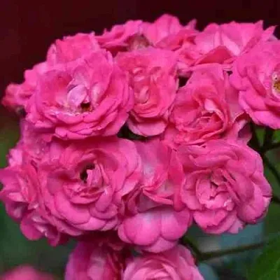 Саженцы роз ДИНКИ мускусная  Саженцы роз ДИНКИ мускусная в Хабаровске