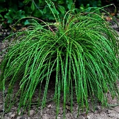 Туя ВИПКОРД складчатая в Хабаровске