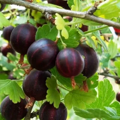 Крыжовник СЕВЕРНЫЙ КАПИТАН  Крыжовник СЕВЕРНЫЙ КАПИТАН в Хабаровске