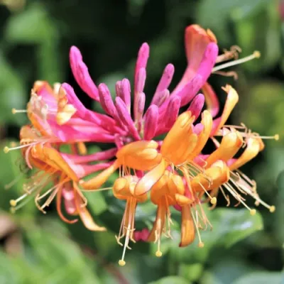 Жимолость ГЕКРОТА в Хабаровске