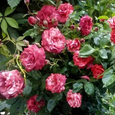 Саженцы роз БРАУНИ плетистая — описание сорта Саженцы роз БРАУНИ плетистая в Хабаровске