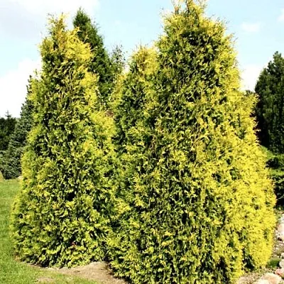 Туя САЛЛАНД западная в Хабаровске