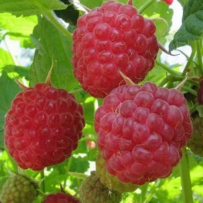 Малина НОВОСТЬ КУЗЬМИНА   Малина НОВОСТЬ КУЗЬМИНА  в Хабаровске