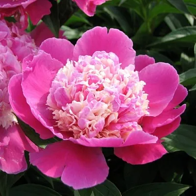 Пион КОРА СТАББС травянистый  Пион КОРА СТАББС травянистый в Хабаровске