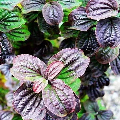 дерен КОМПРЕССА кроваво-красный в Хабаровске