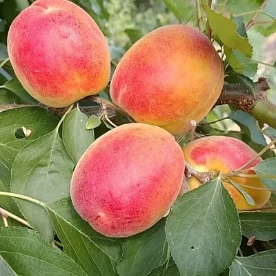 Абрикос ОСОБЕННЫЙ ДЕНИСЮКА в Хабаровске