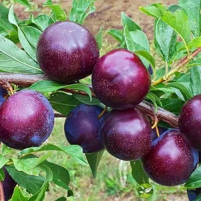 Шарафуга ВЕЛЬВЕТ САНРАЙЗ в Хабаровске