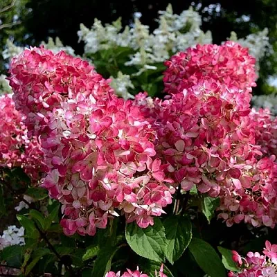 Гортензия ПИНК ДАЙМОНД метельчатая  Гортензия ПИНК ДАЙМОНД метельчатая в Хабаровске