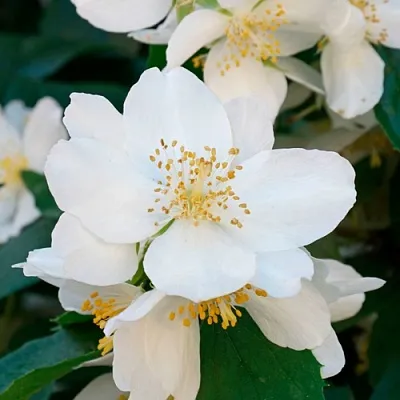 Жасмин ЮСТИНКА  Жасмин ЮСТИНКА в Хабаровске