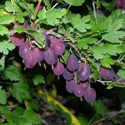 Крыжовник ГРУШЕНЬКА  Крыжовник ГРУШЕНЬКА в Хабаровске