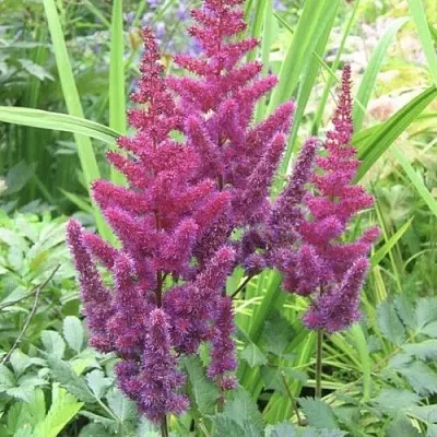 Астильба КАРАОКЕ ПАРТИ китайская в Хабаровске