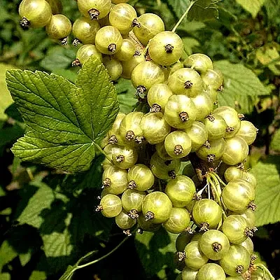Смородина зеленоплодная СНЕЖНАЯ КОРОЛЕВА в Хабаровске