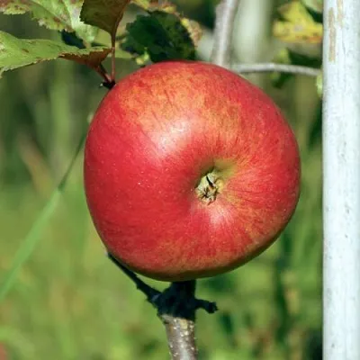 Яблоня ДЫЯМЕНТ  Яблоня ДЫЯМЕНТ в Хабаровске