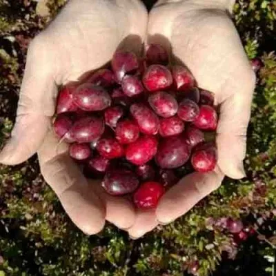 Клюква ХАБЕЛЬМАН  Клюква ХАБЕЛЬМАН в Хабаровске