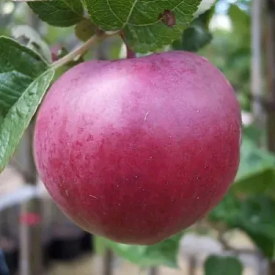 Яблоня НОРИС в Хабаровске